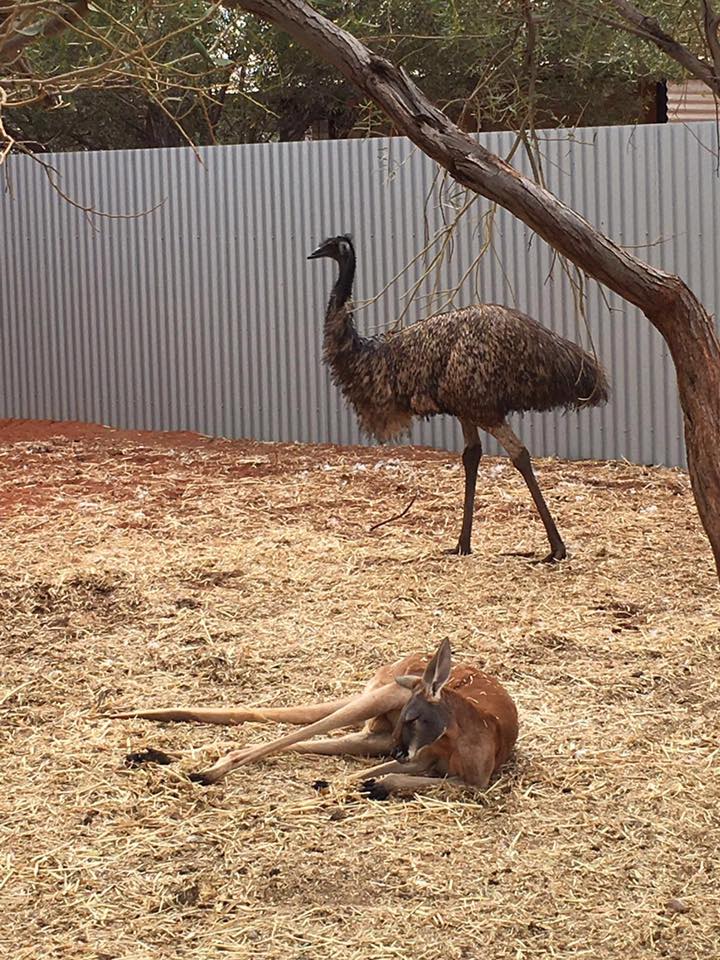 canguru emu