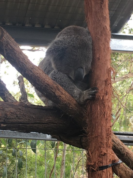 koala