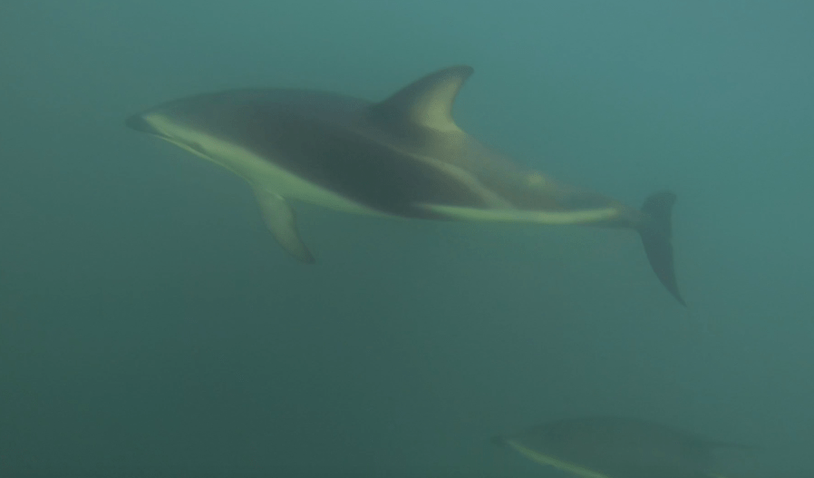 Screen Shot 2017-11-11 at 12.33.55 pm