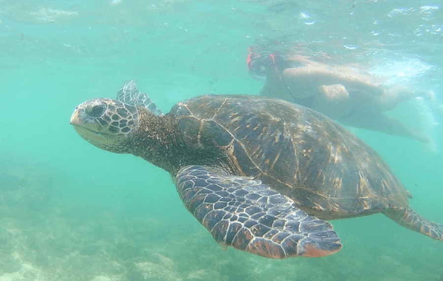 Screen Shot 2018-06-13 at 6.25.41 pm